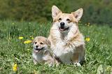 CORGI PEMBROKE 618